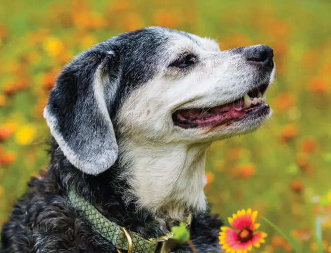 Senior pet sitting in flower field Senior pet sitting in flower field