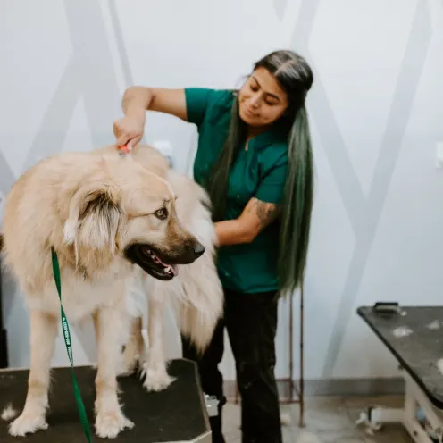 Dog getting groomed at Arroyo Vista Veterinary Hospital 