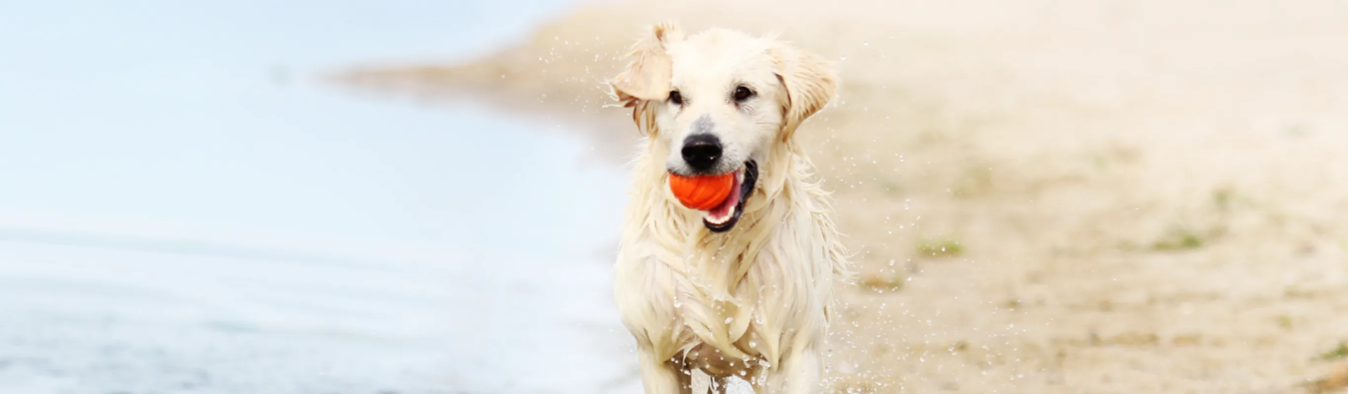 Dog at the Beach with a Red Ball Dog at the Beach with a Red Ball