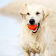 Dog at the Beach with a Red Ball