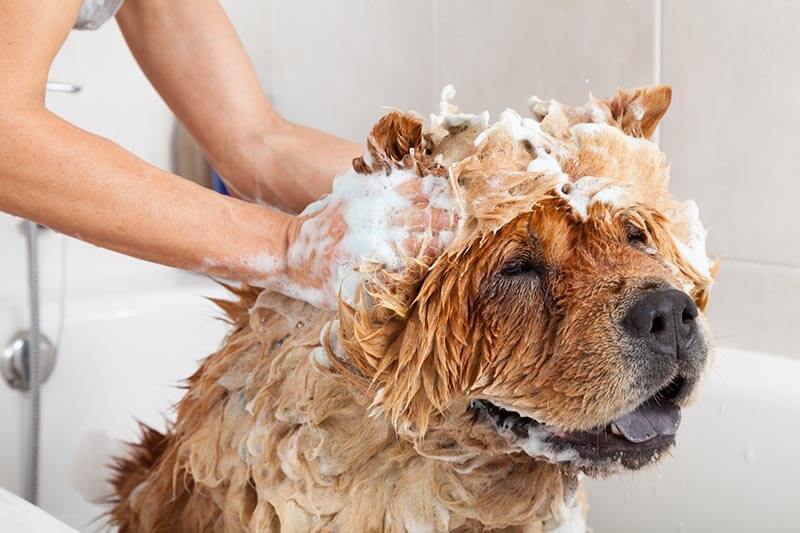 Chow Chow getting its head rubbed with soapy water