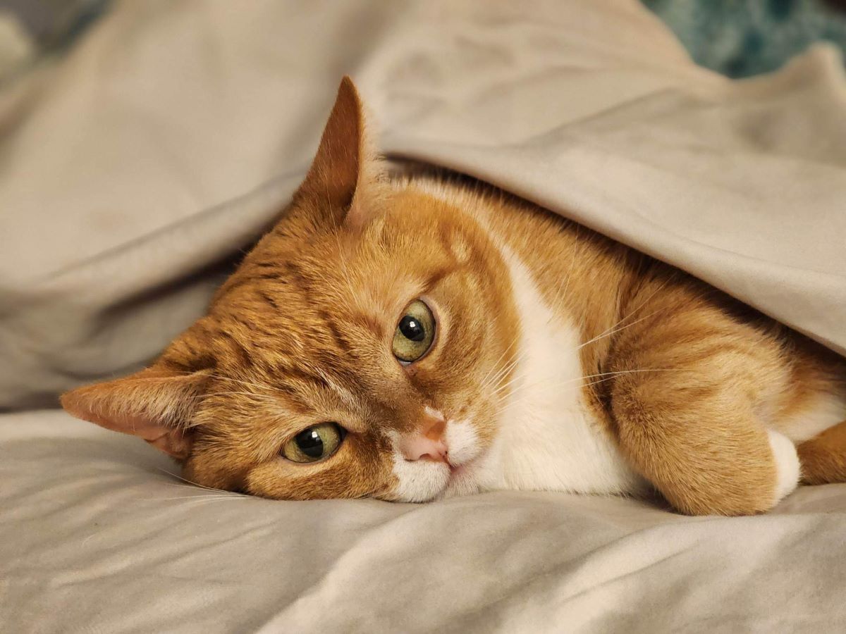 orange cat laying down