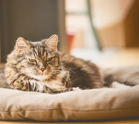 Older cat laying in cat bed