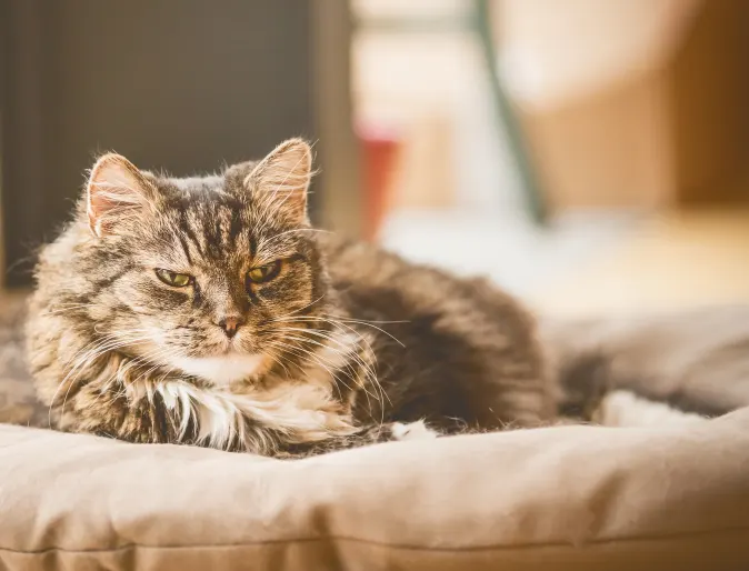 Older cat laying in cat bed