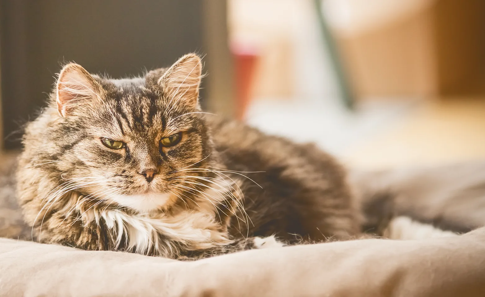 Older cat laying in cat bed