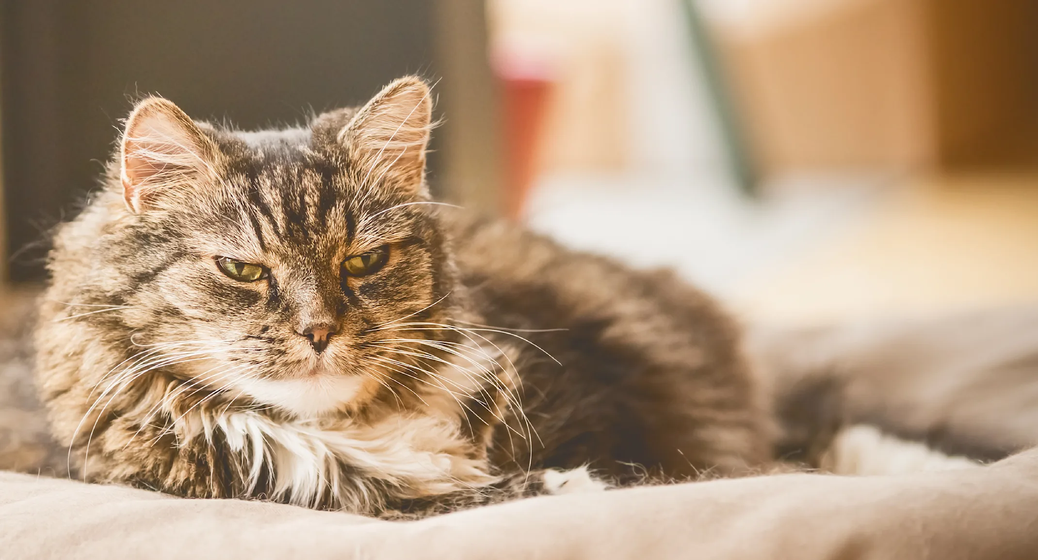 Older cat laying in cat bed