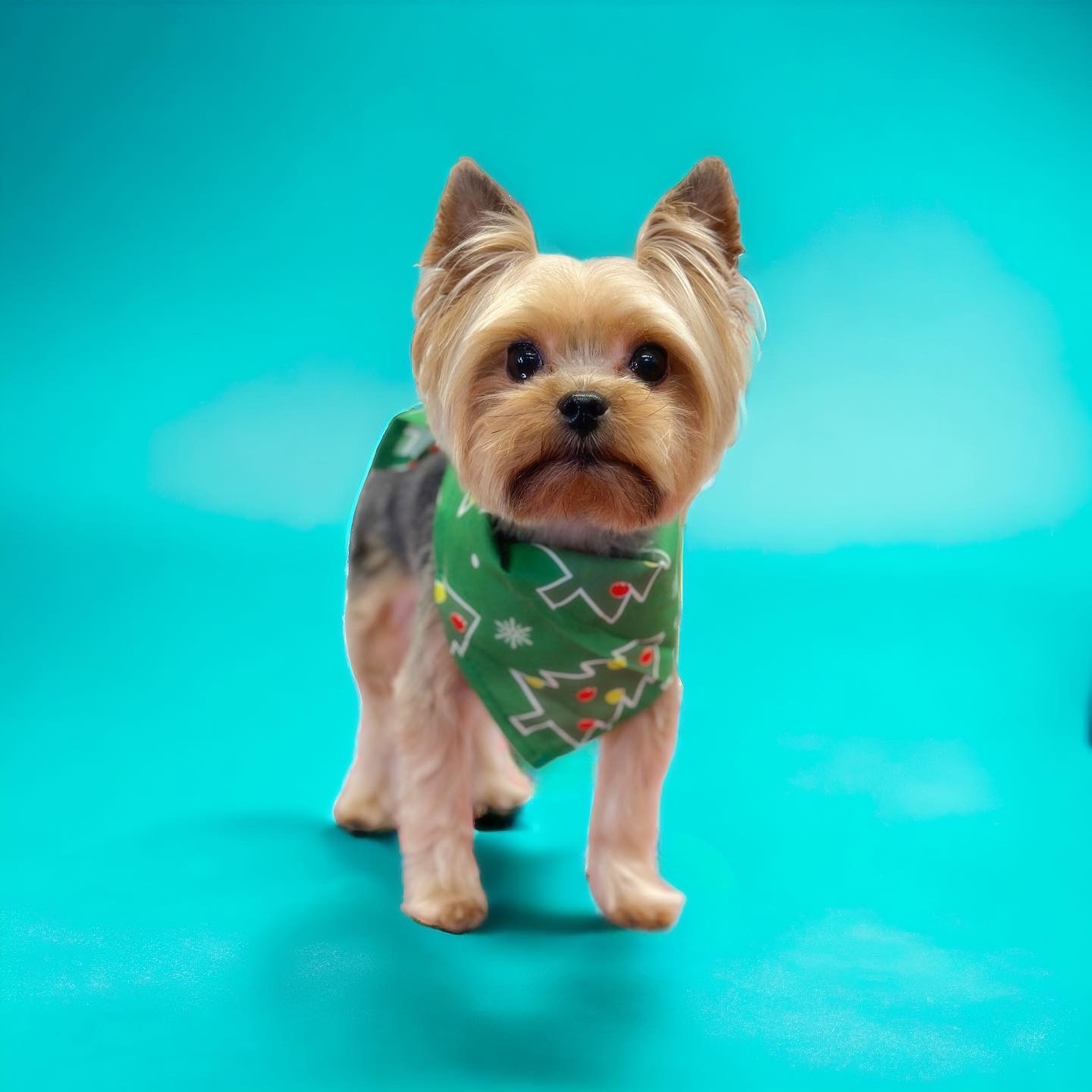 Groomed yorkie wearing a green bandana with Christmas trees.