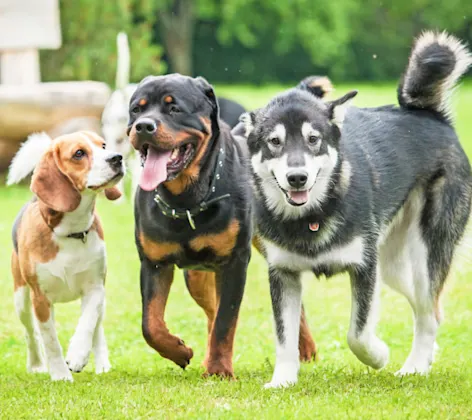 Three Dogs on a Grassy Field Three Dogs on a Grassy Field