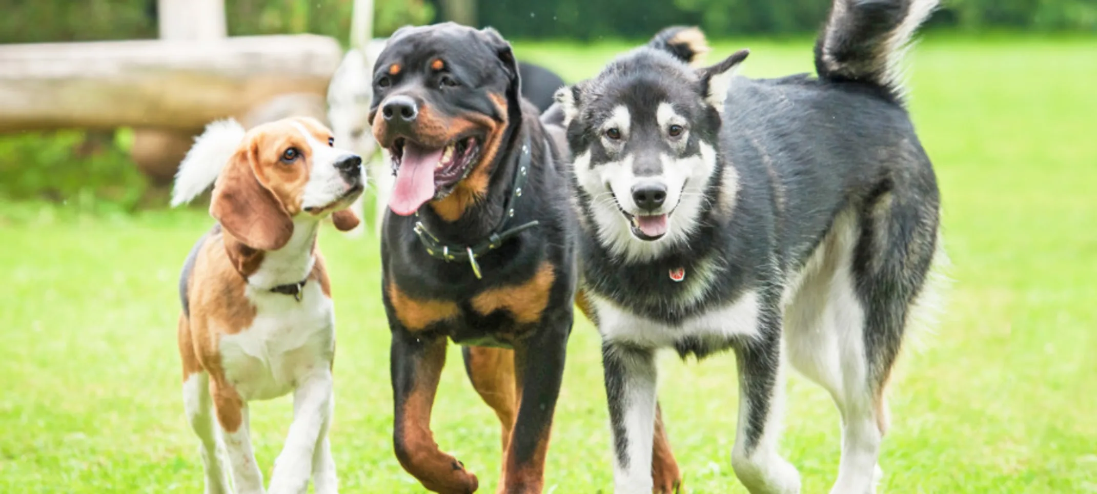 Three Dogs on a Grassy Field Three Dogs on a Grassy Field