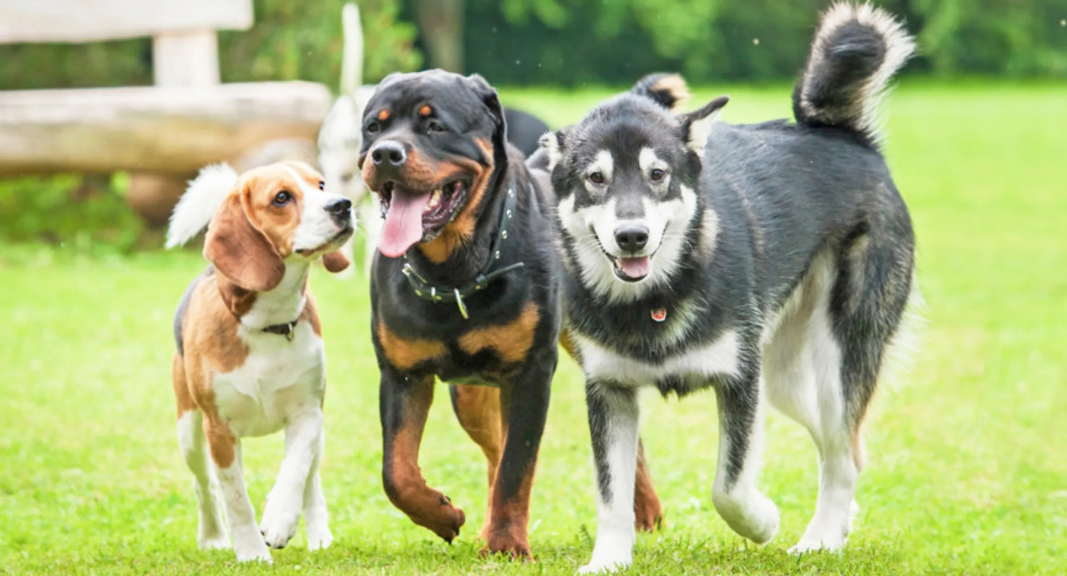 Three Dogs on a Grassy Field