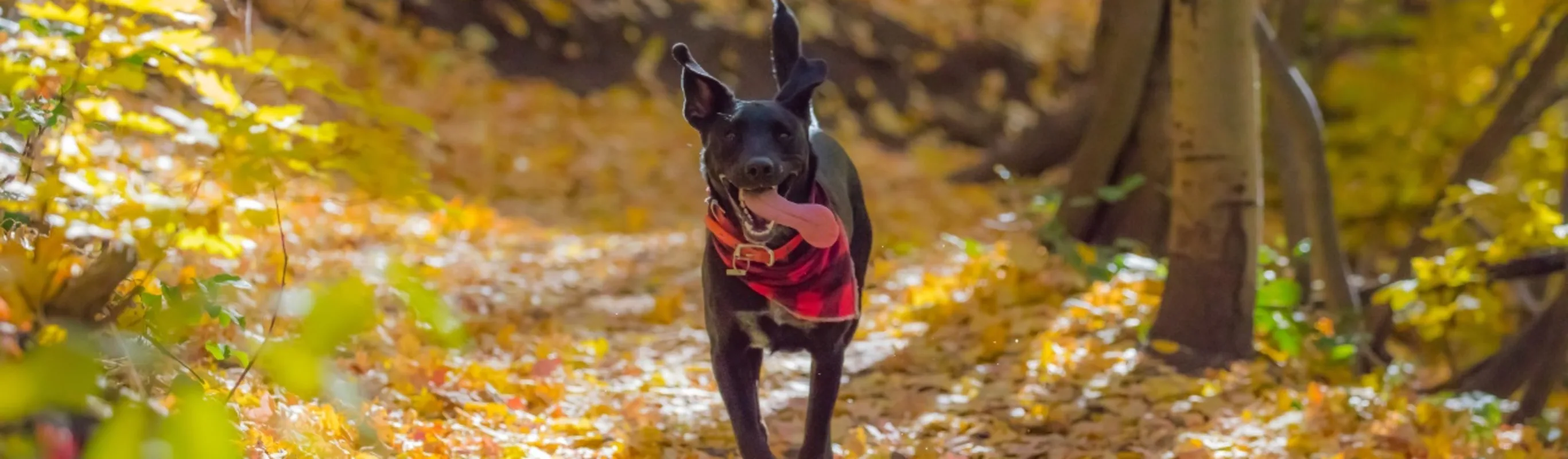 Black dog with red bandana around its neck walking along a rural trail through the woods Black dog with red bandana around its neck walking along a rural trail through the woods