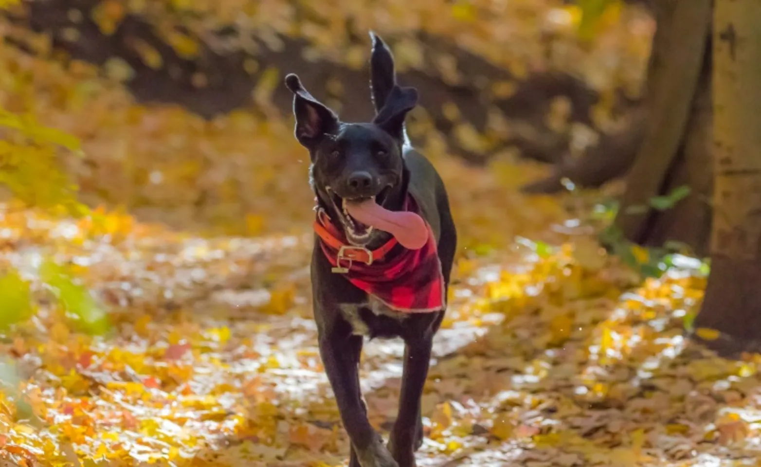 Black dog with red bandana around its neck walking along a rural trail through the woods Black dog with red bandana around its neck walking along a rural trail through the woods