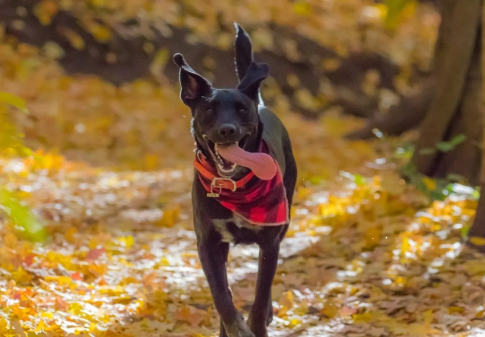 Black dog with red bandana around its neck walking along a rural trail through the woods