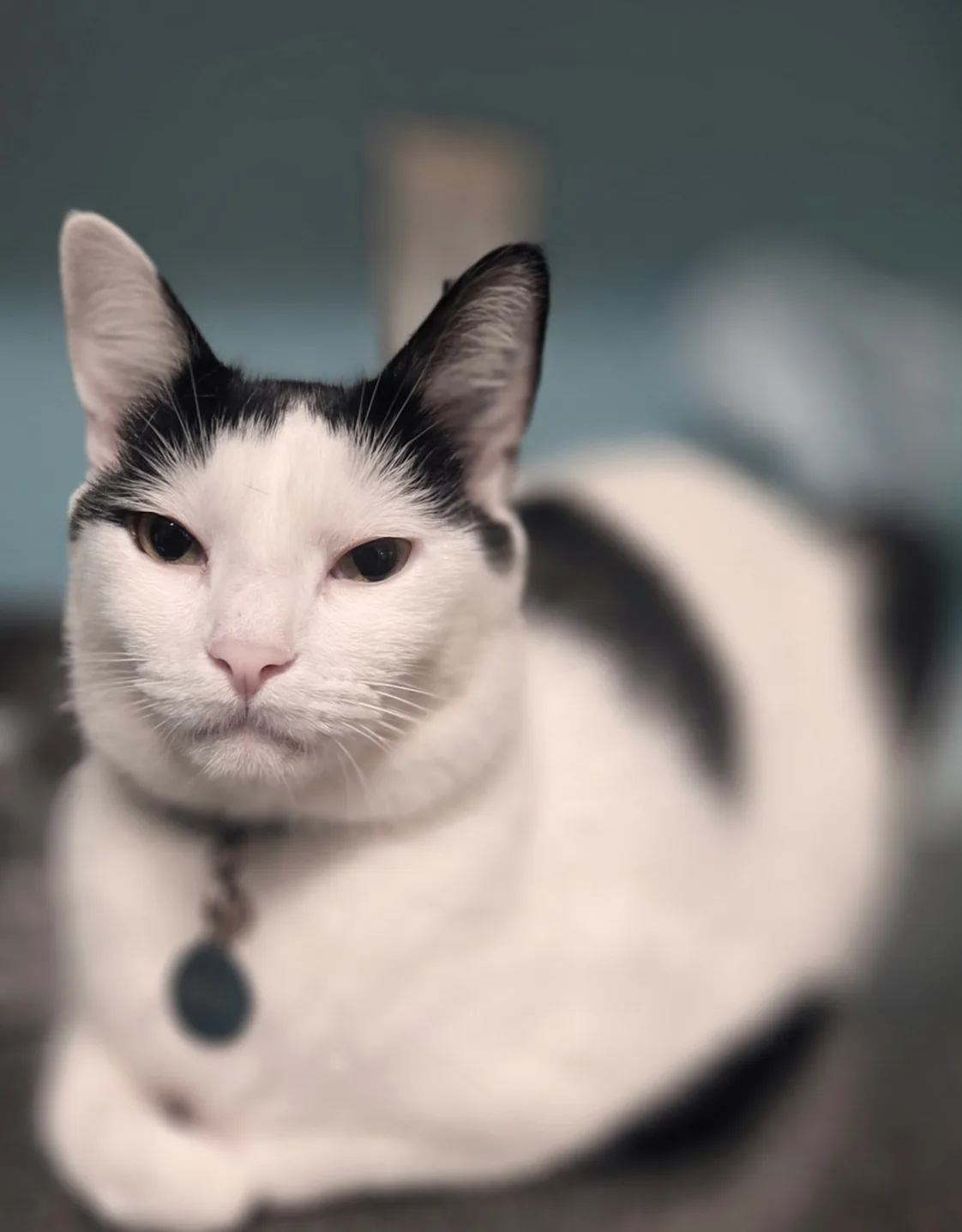 Max Hookey (Cat) Max Hookey (Cat)