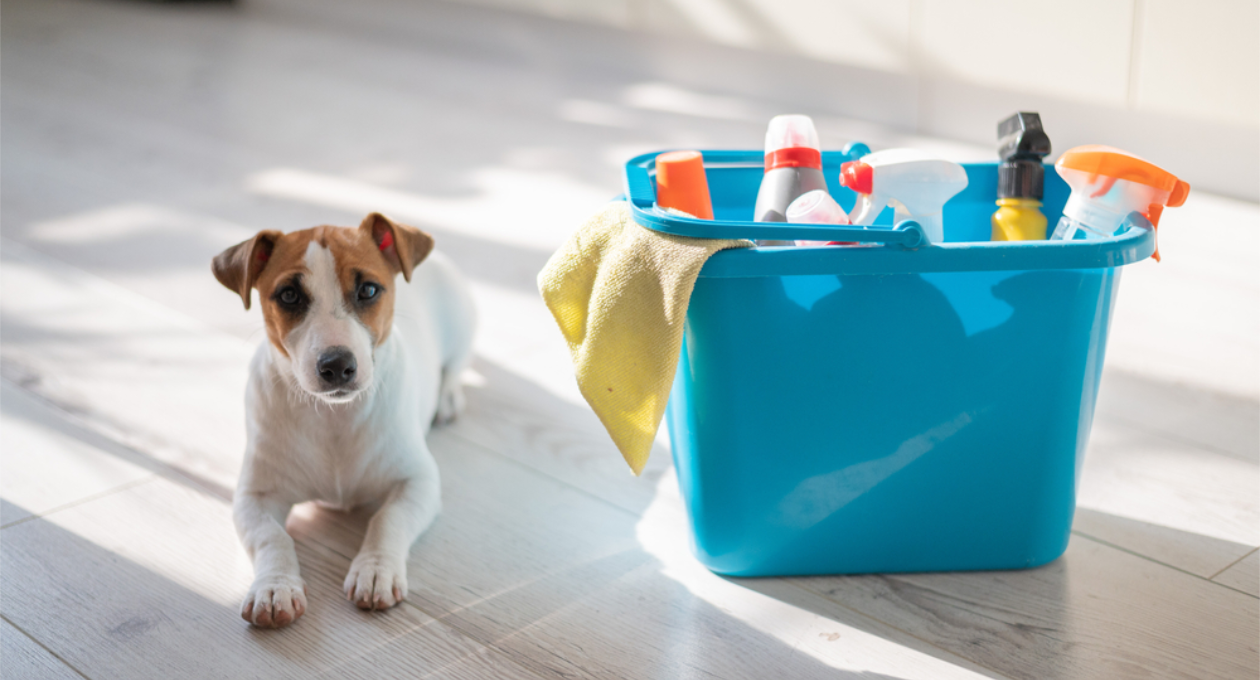 Dog Lying Next to Cleaning Products