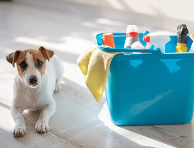 Dog Lying Next to Cleaning Products Dog Lying Next to Cleaning Products
