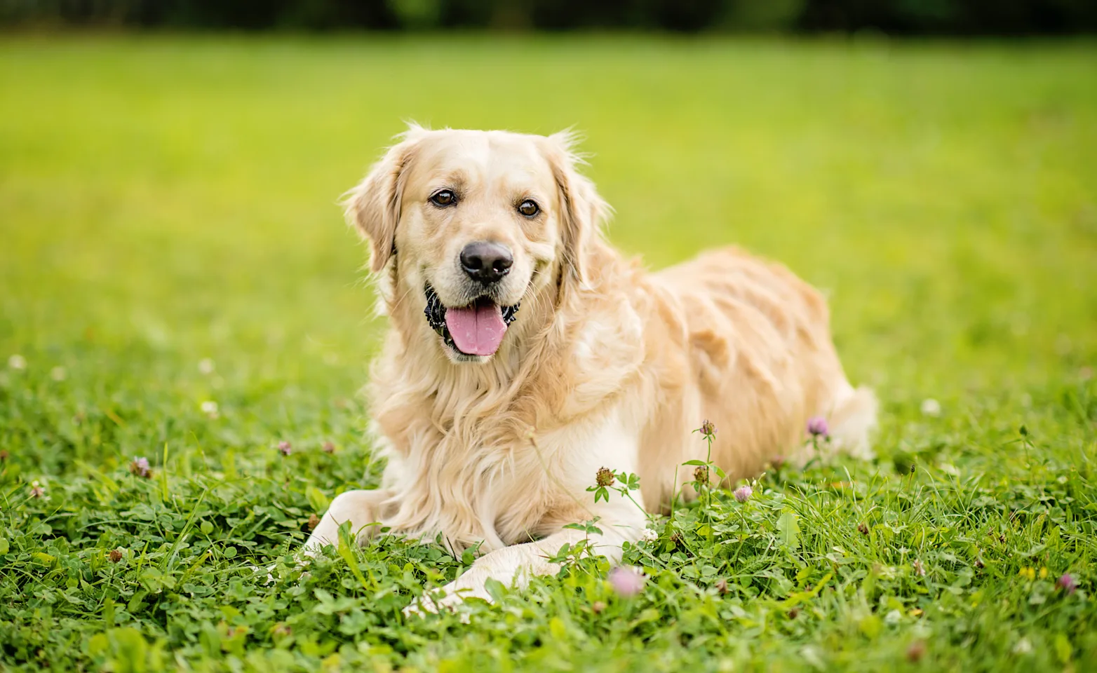 Golden retriever in grass laying down