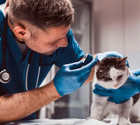 Veterinarian Checking a Cat's Ears Veterinarian Checking a Cat's Ears