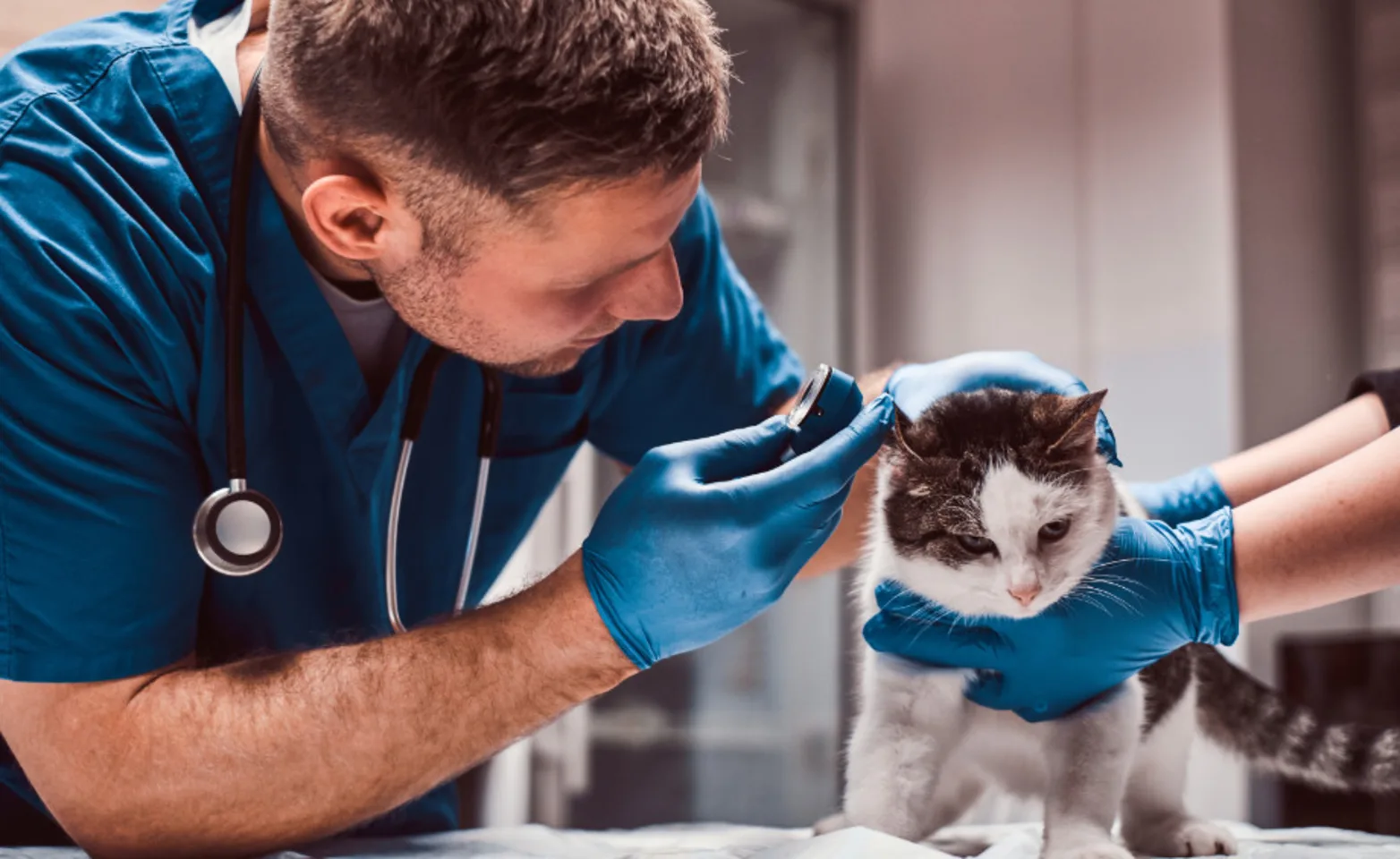 Veterinarian Checking a Cat's Ears Veterinarian Checking a Cat's Ears