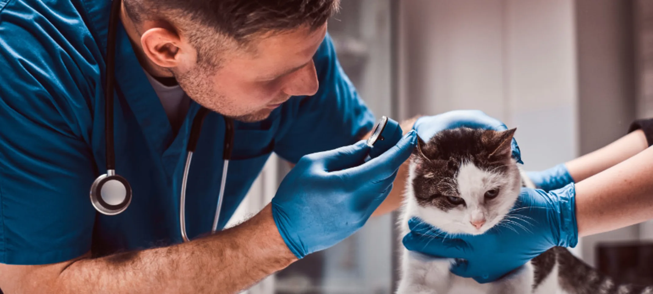Veterinarian Checking a Cat's Ears Veterinarian Checking a Cat's Ears