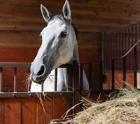 Horse Eating Hay in Barn Horse Eating Hay in Barn