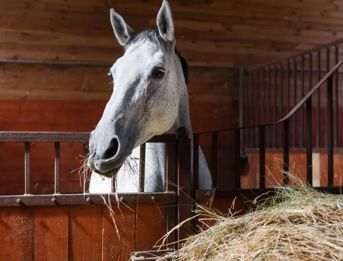 Horse Eating Hay in Barn