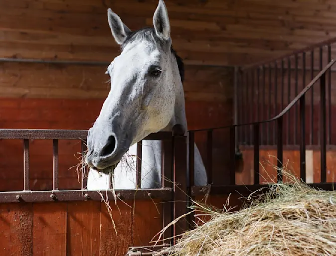 Horse Eating Hay in Barn