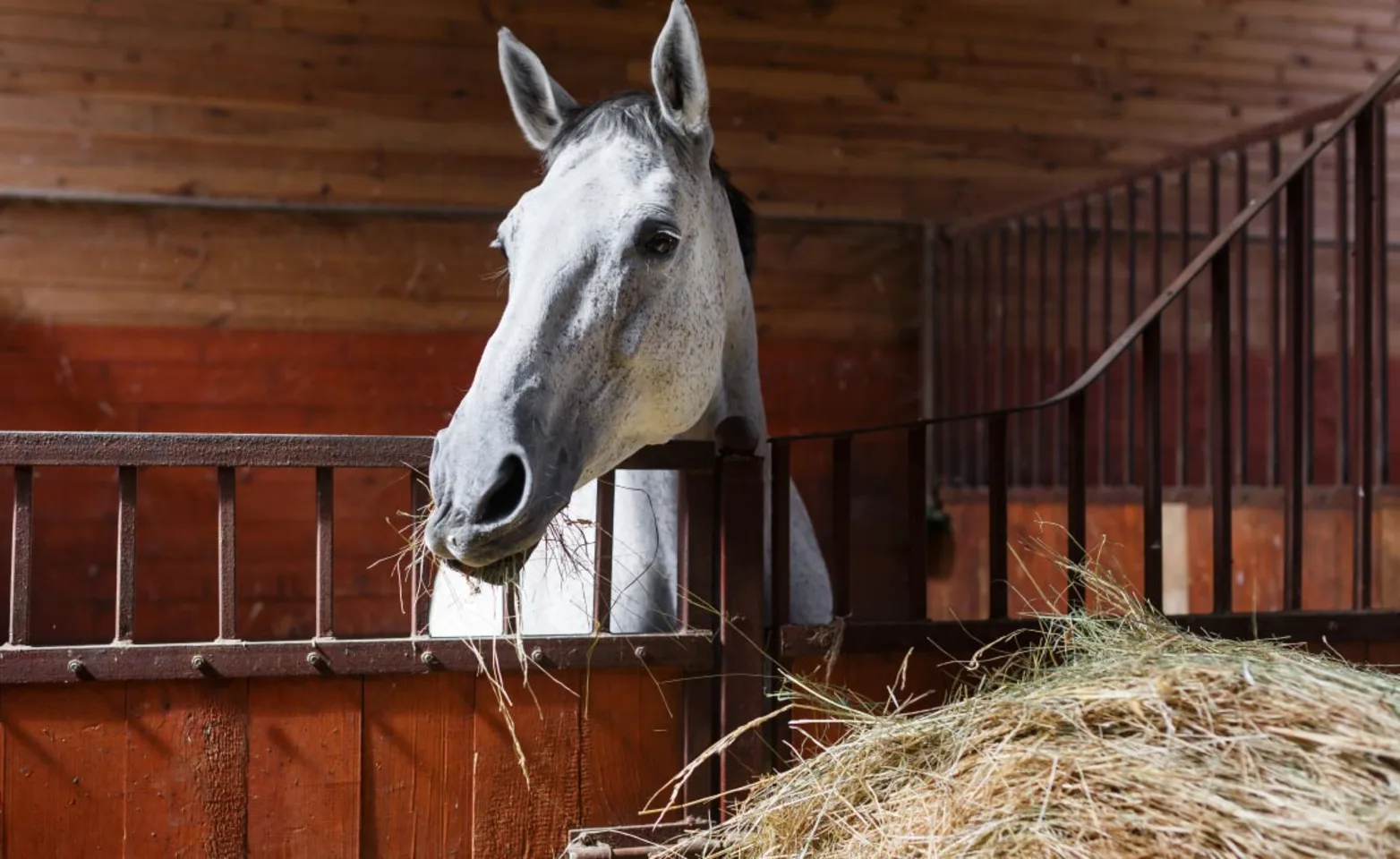 Horse Eating Hay in Barn