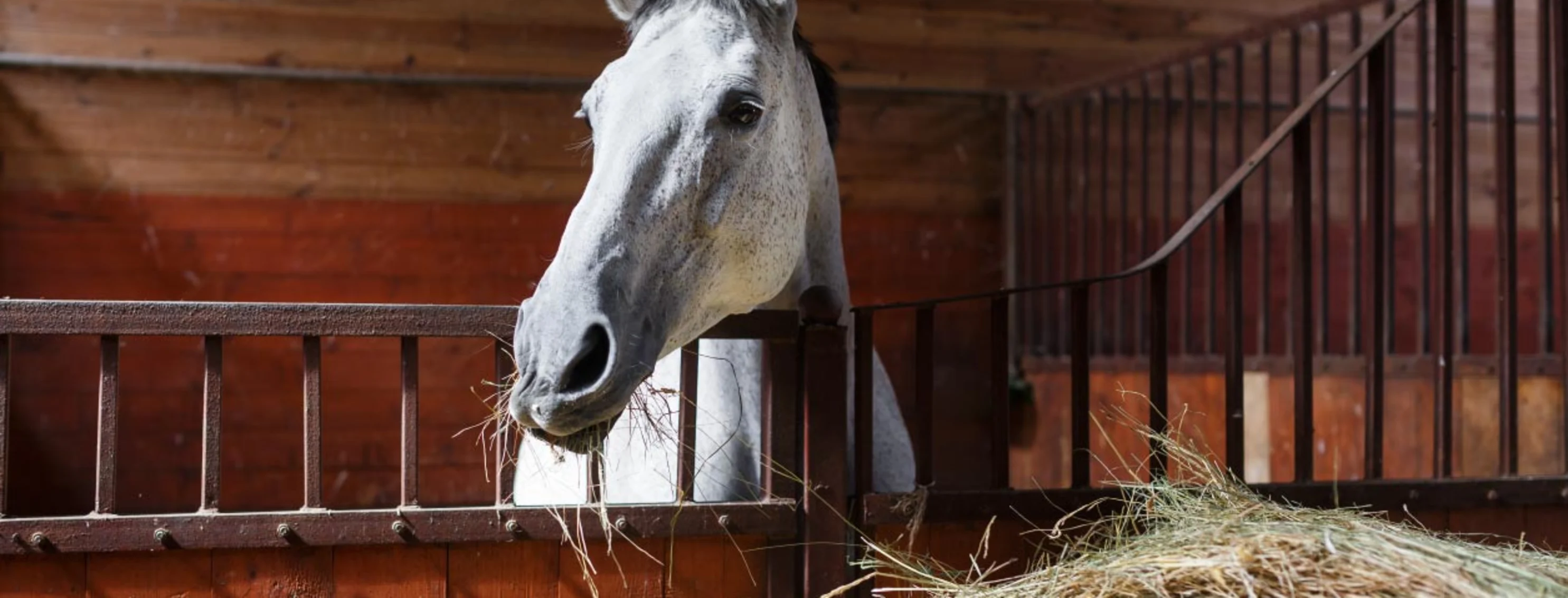 Horse Eating Hay in Barn Horse Eating Hay in Barn