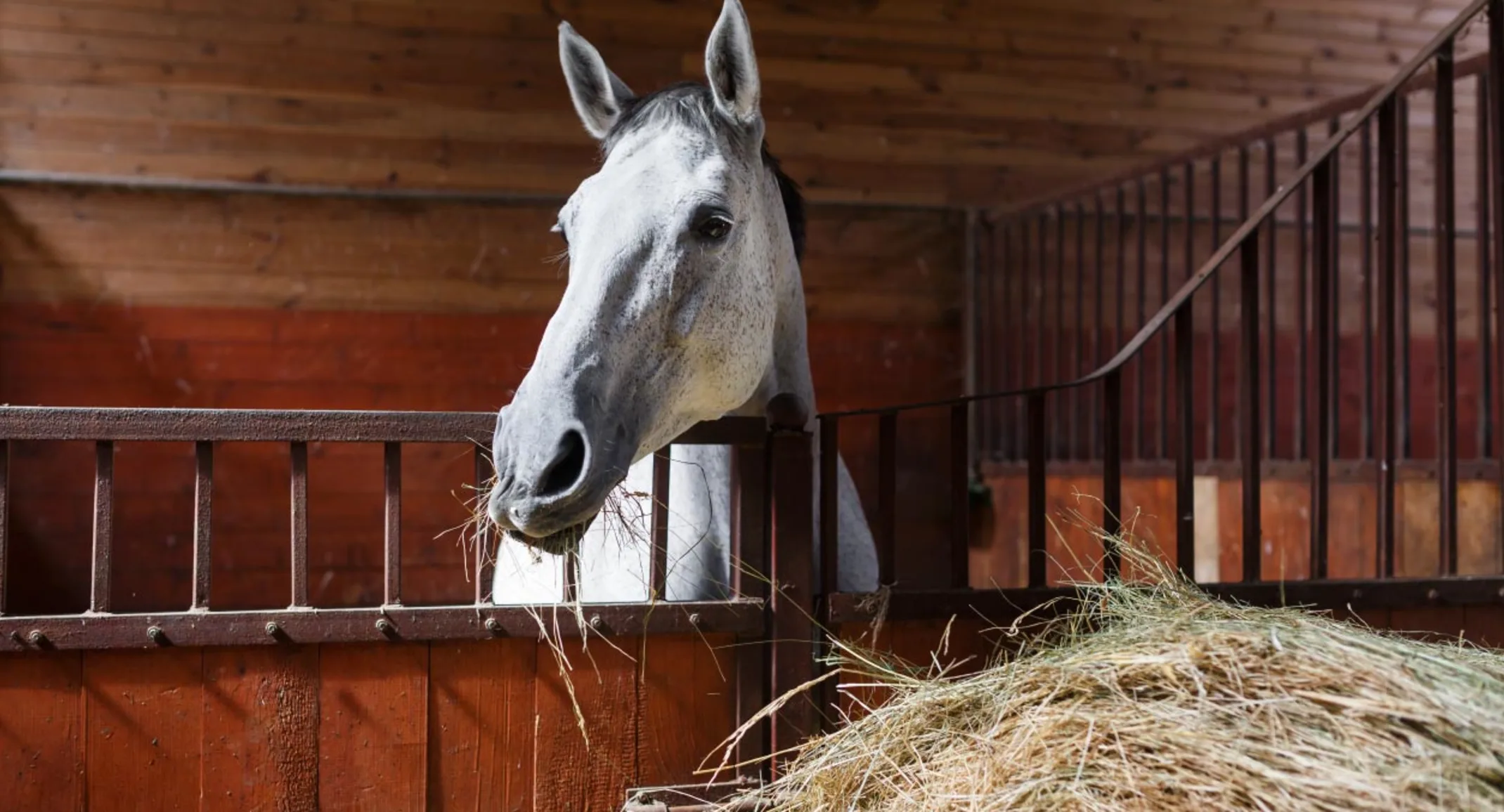 Horse Eating Hay in Barn