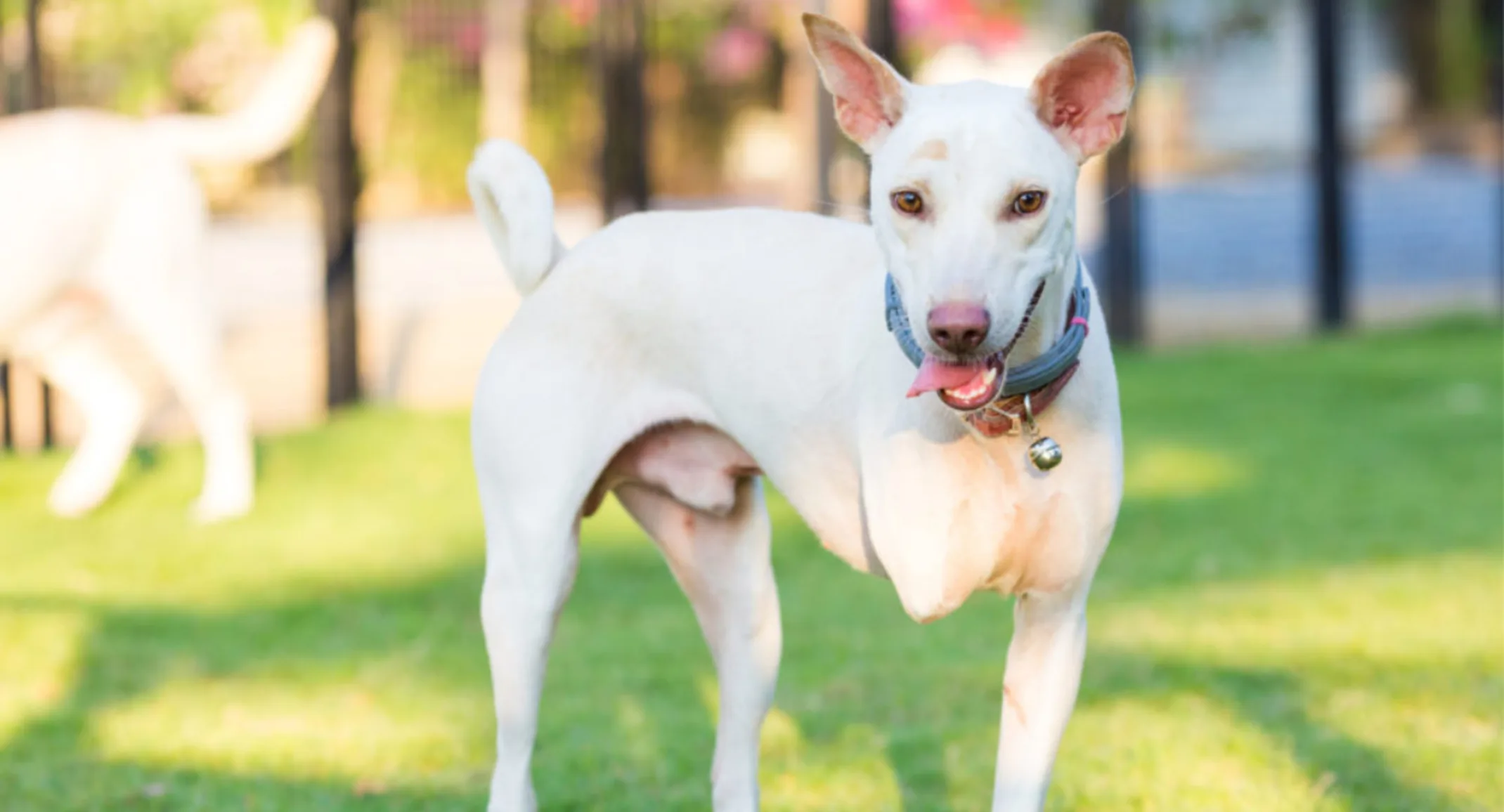 White dog playing outdoors with a limb amputation White dog playing outdoors with a limb amputation