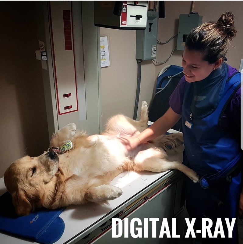 vet giving dog x-ray