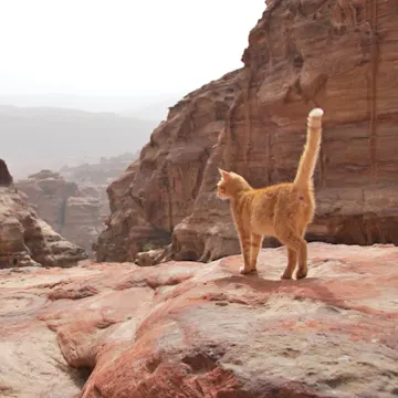 Orange Tabby Cat Peering over on top of a Desert Canyon Orange Tabby Cat Peering over on top of a Desert Canyon