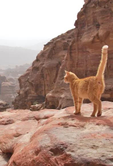 Orange Tabby Cat Peering over on top of a Desert Canyon 