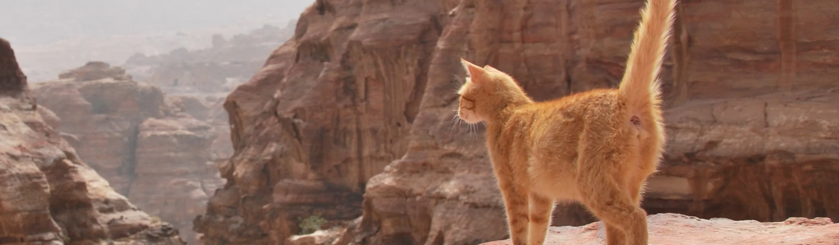 Orange Tabby Cat Peering over on top of a Desert Canyon 