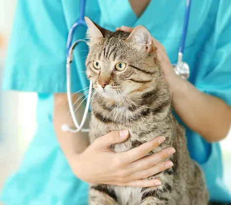 Close-Up of Veterinarian Holding Brown Cat Close-Up of Veterinarian Holding Brown Cat