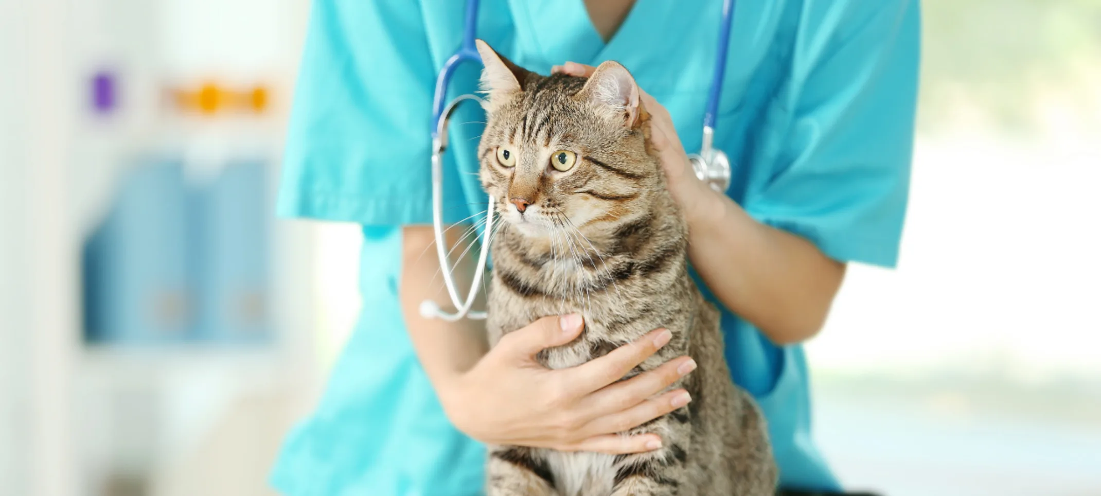 Close-Up of Veterinarian Holding Brown Cat Close-Up of Veterinarian Holding Brown Cat