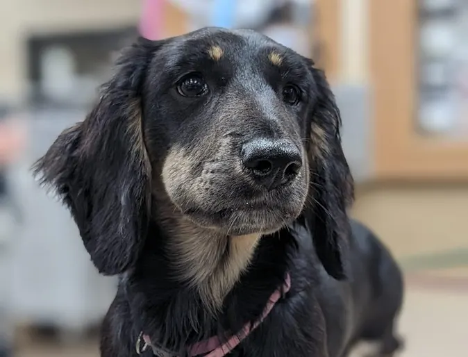 Daschund standing on a table. Daschund standing on a table.
