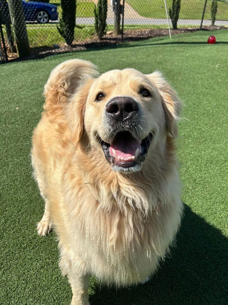 A fluffy blonde dog posing for the camera