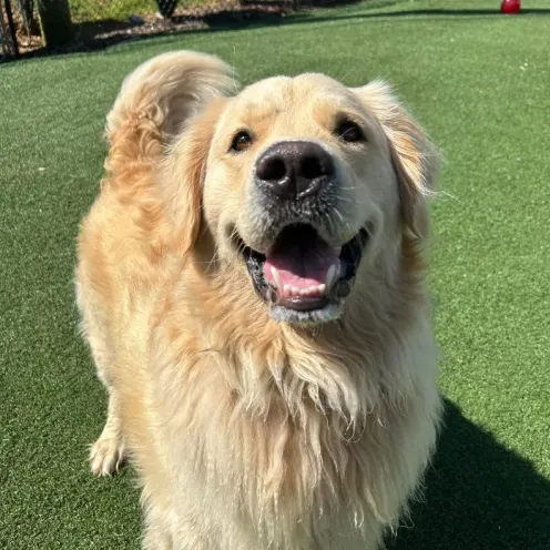 A fluffy blonde dog posing for the camera