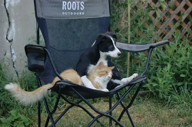 Dog and cat sitting in a camping chair