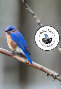 Wild Nest Bird Rehab