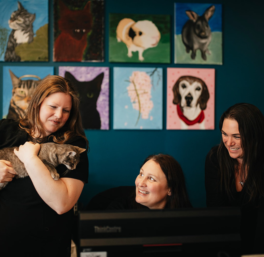 Three staff members sitting at the reception desk and one is holding a cat