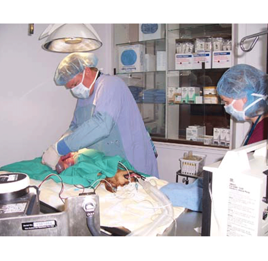 Vet and staff performing surgery on a dog
