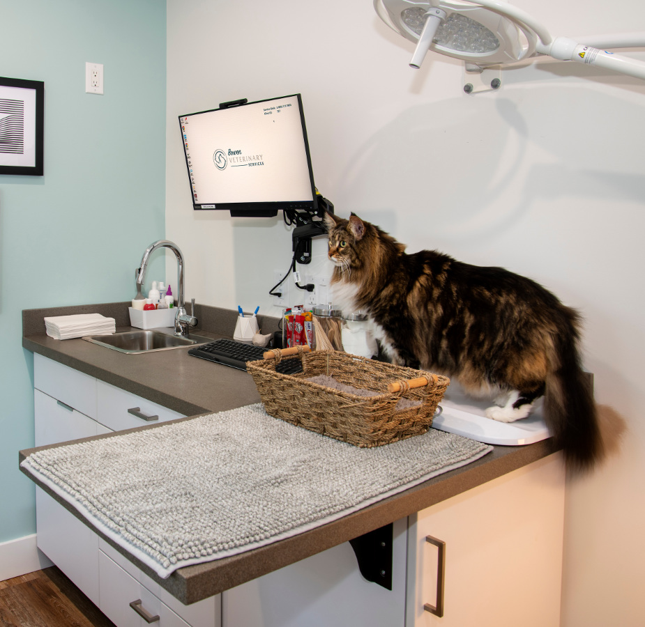 Cat sitting on exam table in exam room