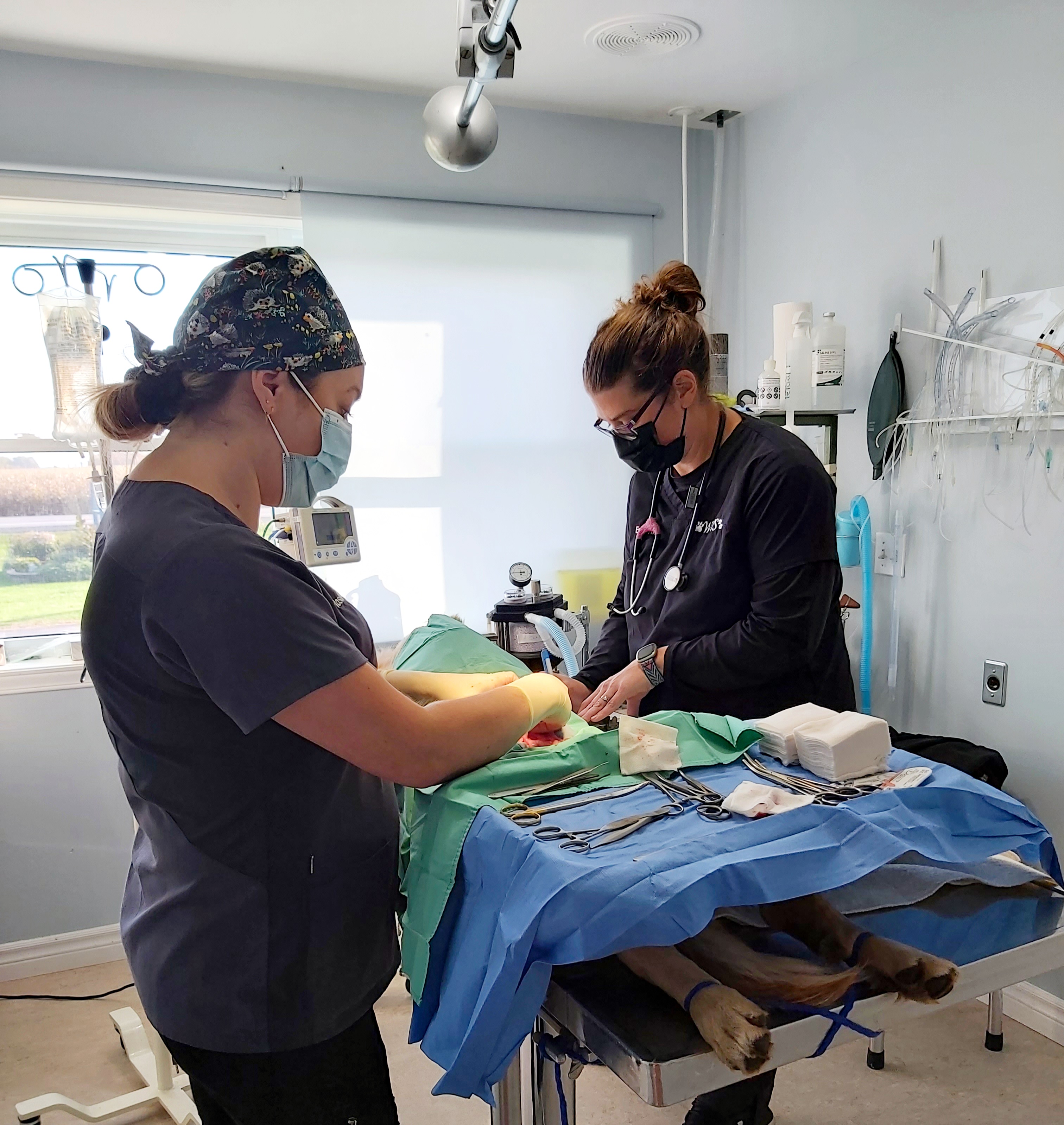 Williamstown Veterinary Services staff performing surgery