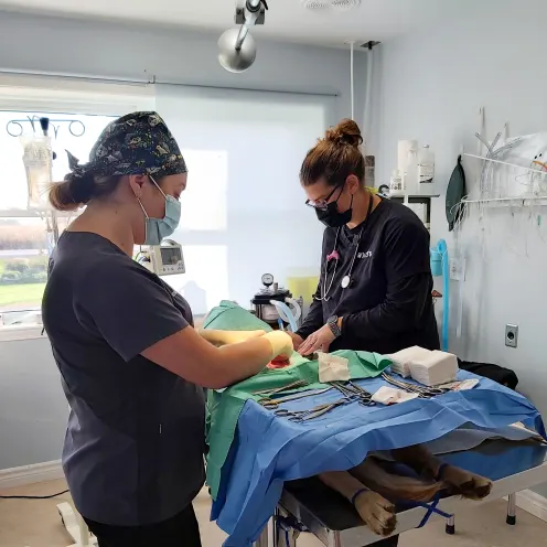Williamstown Veterinary Services staff performing surgery