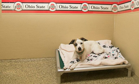 The Pet Spot Boarding