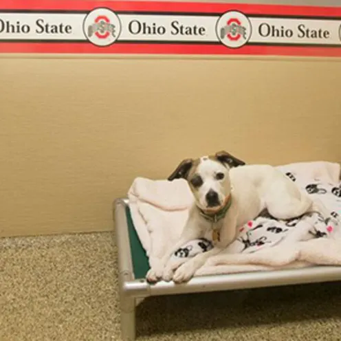 The Pet Spot Boarding The Pet Spot Boarding