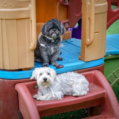 Two small dogs, one black one white, on playset at Hill Country Animal Hospital